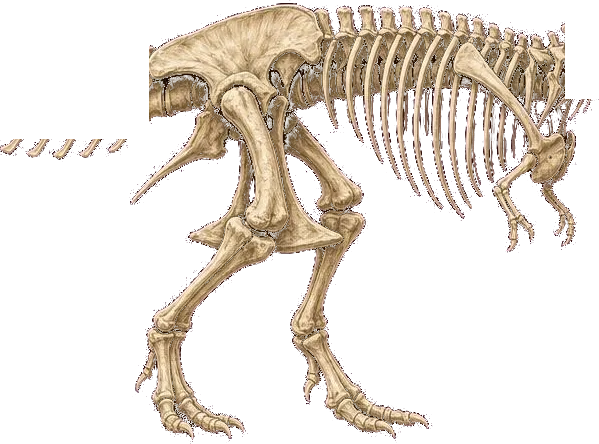 Esqueleto fósil de un Tyrannosaurus rex